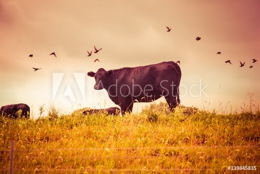 Bild på Cow grazing with birds vintage